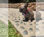 Small Photo #29 French Bulldog Puppy For Sale in WHITTIER, CA, USA