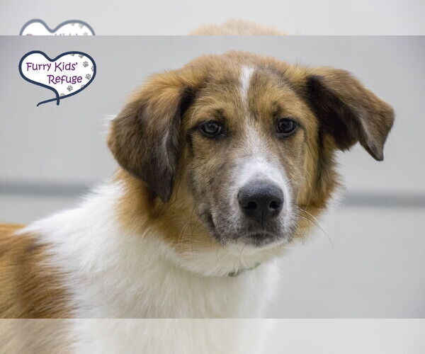 Medium Photo #2 Collie-Unknown Mix Puppy For Sale in Lee's Summit, MO, USA