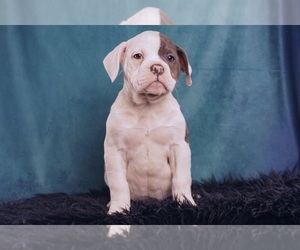 Olde English Bulldogge Puppy for sale in WARSAW, IN, USA