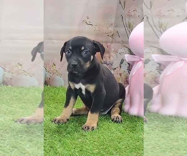 Medium Photo #12 Catahoula Leopard Dog Puppy For Sale in CUMBY, TX, USA