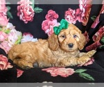 Small Photo #5 Cocker Spaniel-Poodle (Miniature) Mix Puppy For Sale in COCHRANVILLE, PA, USA