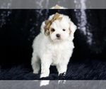 Small Photo #36 Maltipoo Puppy For Sale in WARSAW, IN, USA