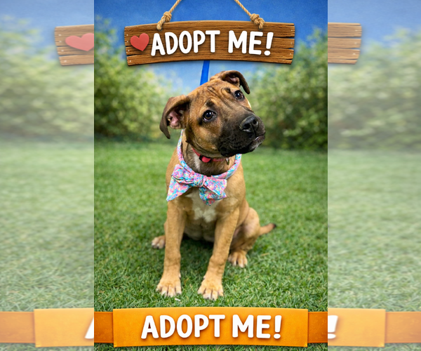 Medium Photo #3 Black Mouth Cur-Boxer Mix Puppy For Sale in Euless, TX, USA