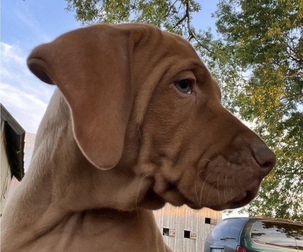 Medium Photo #5 Vizsla Puppy For Sale in OTTUMWA, IA, USA