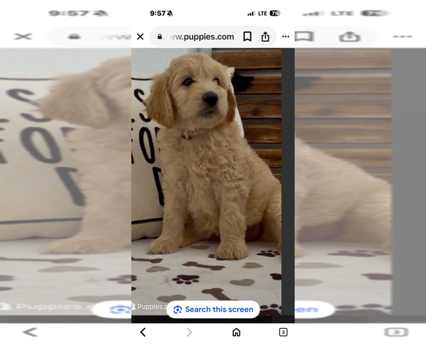 Medium Photo #40 Goldendoodle Puppy For Sale in MERCED, CA, USA