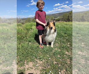 Spirit - Male Collie Dog for Adoption - Photo #4