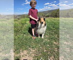 Small Photo #4 Collie Puppy For Sale in Pueblo West, CO, USA