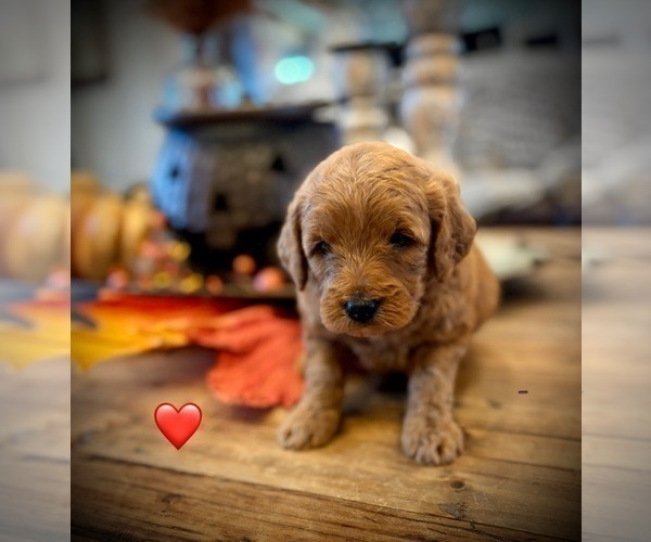 Medium Photo #32 Goldendoodle (Miniature) Puppy For Sale in SAINT JAMES, MO, USA