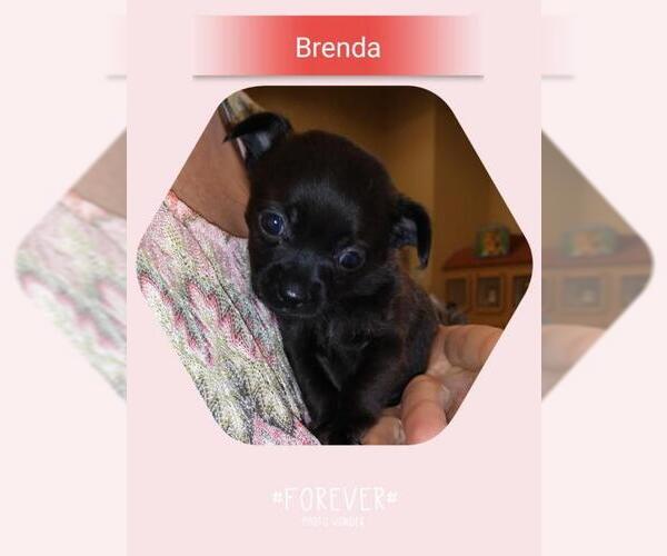 Medium Photo #2 Chihuahua-Unknown Mix Puppy For Sale in San Bernardino, CA, USA