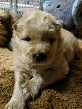 Medium Photo #4 Chow Chow Puppy For Sale in BELVILLE, NC, USA