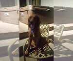 Small Photo #9 Golden Retriever Puppy For Sale in YUCAIPA, CA, USA