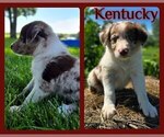 Puppy Kentucky Border Collie