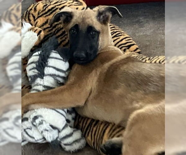 Medium Photo #13 German Shepherd Dog Puppy For Sale in Seattle, WA, USA