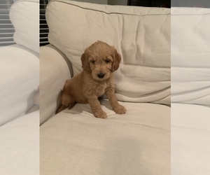 Goldendoodle (Miniature) Puppy for sale in LEES SUMMIT, MO, USA