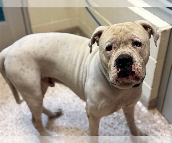 Medium Photo #1 American Bulldog Puppy For Sale in Pueblo, CO, USA