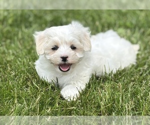 Maltese Puppy for sale in ROCK STREAM, NY, USA