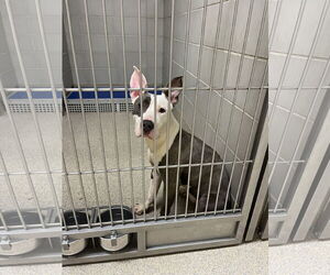 Mutt Dogs for adoption in Virginia Beach, VA, USA