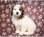 Puppy Freddie Yorkshire Terrier