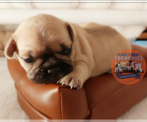 Medium Photo #48 French Bulldog Puppy For Sale in MANHATTAN, NY, USA