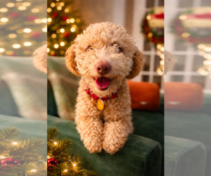 Poodle (Miniature) Dogs for adoption in St. Louis Park, MN, USA