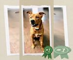 Small American Staffordshire Terrier-German Shepherd Dog Mix
