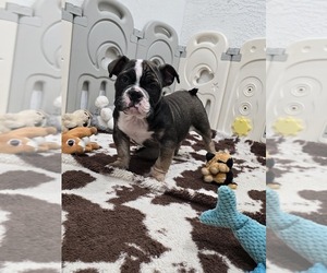 American Bully Puppy for sale in NORTH PORT, FL, USA