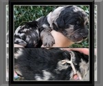 Small Photo #9 Bernedoodle Puppy For Sale in OVERLAND PARK, KS, USA
