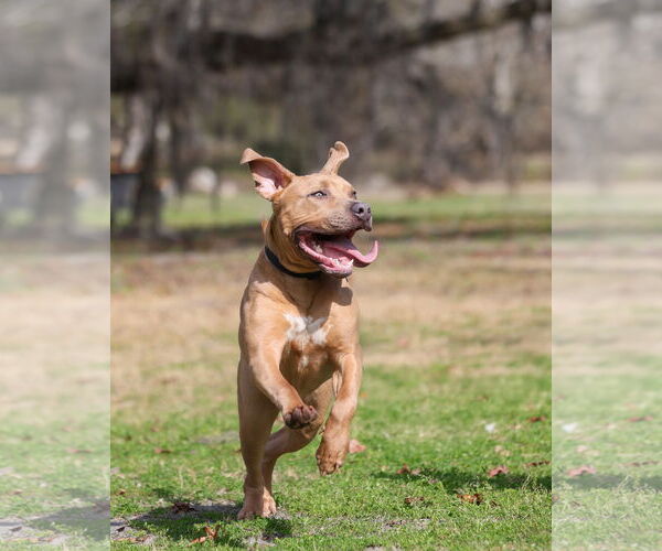 Medium Photo #6 Mutt Puppy For Sale in  Gainesville, FL, USA