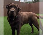 Small #9 Labrador Retriever