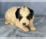 Small Photo #3 Bernedoodle (Miniature) Puppy For Sale in STERRETT, AL, USA