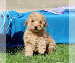 Goldendoodle (Miniature) Puppy for sale in AIRVILLE, PA, USA