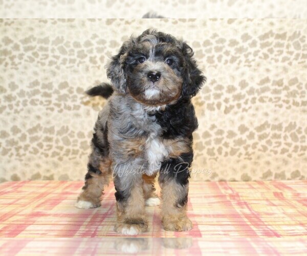 Medium Photo #2 Miniature Bernedoodle Puppy For Sale in DENVER, PA, USA