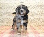 Small Photo #2 Miniature Bernedoodle Puppy For Sale in DENVER, PA, USA