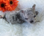 Small Photo #2 French Bulldog Puppy For Sale in BLACK WALNUT, MO, USA