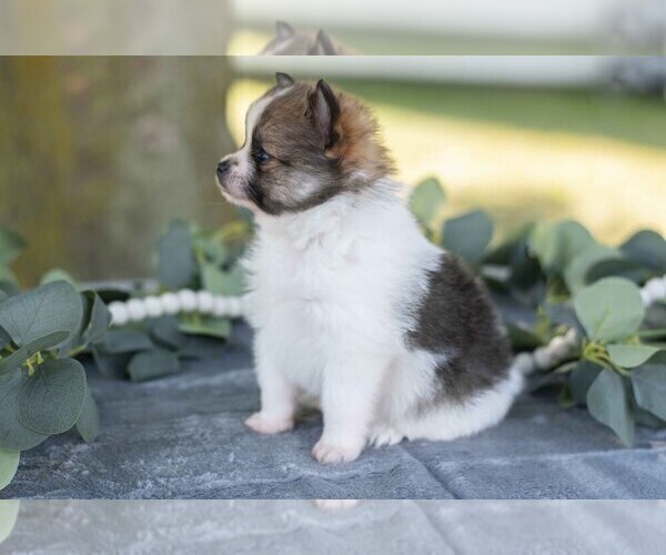 Medium Photo #7 Pomeranian Puppy For Sale in SHILOH, OH, USA
