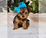 Small #1 Yorkshire Terrier