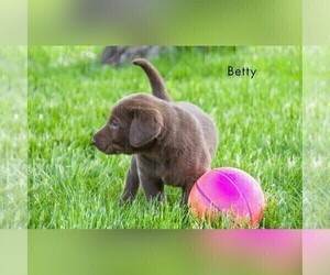 Labrador Retriever Puppy for sale in CLARE, MI, USA