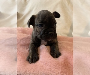 French Bulldog Puppy for sale in JOHNS ISLAND, SC, USA