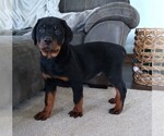 Small Photo #3 Rottweiler Puppy For Sale in FREDERICKSBURG, OH, USA