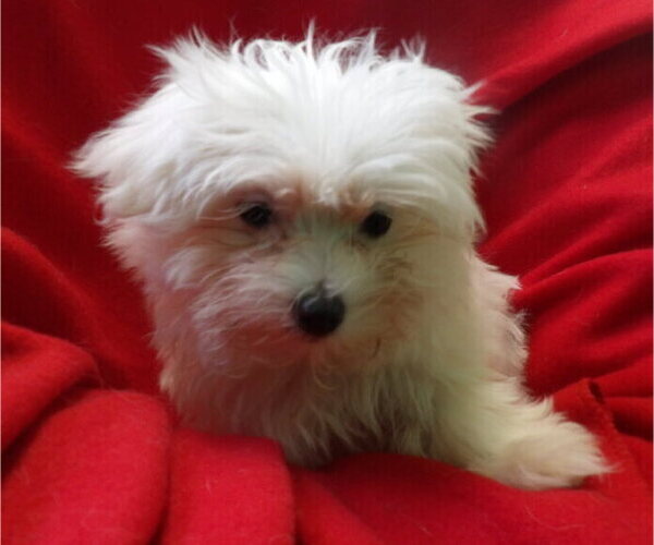 Medium Photo #5 Maltese Puppy For Sale in PATERSON, NJ, USA