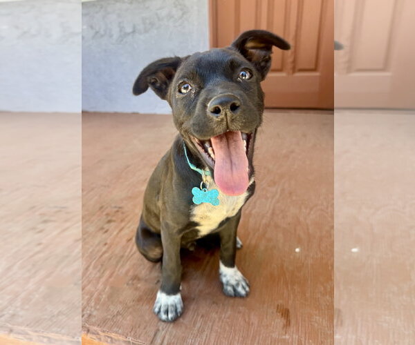 Medium Photo #6 Chihuahua-Unknown Mix Puppy For Sale in Marina Del Rey, CA, USA
