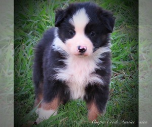 Miniature Australian Shepherd Puppy for sale in SMITHVILLE, AR, USA