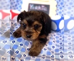 Small #3 Yorkshire Terrier