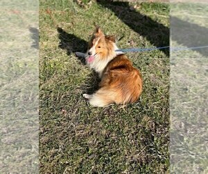 Father of the Shetland Sheepdog puppies born on 01/13/2026