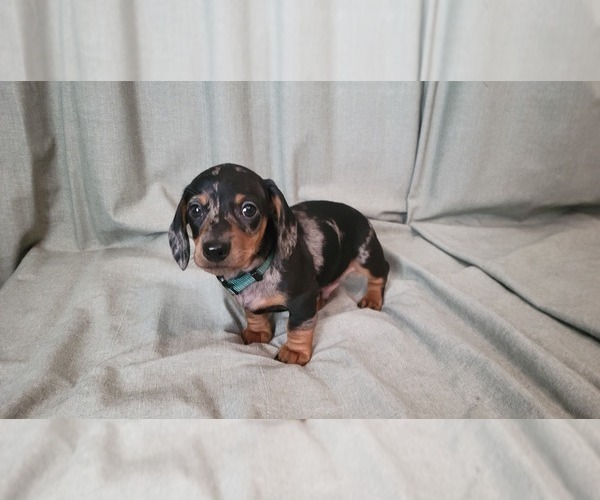 Medium Photo #1 Dachshund Puppy For Sale in MUSCOY, CA, USA