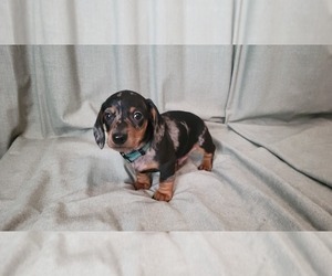Dachshund Puppy for sale in MUSCOY, CA, USA