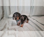 Small Dachshund