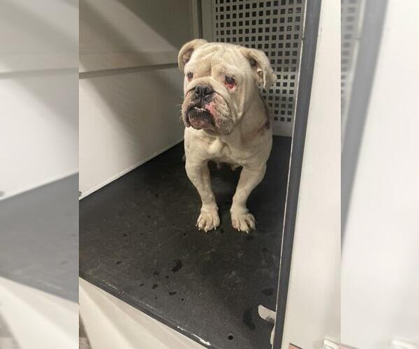 Medium Photo #1 Bulldog Puppy For Sale in Riverside, CA, USA