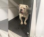 BLANCA - Female Bulldog Dog for Adoption - Small photo