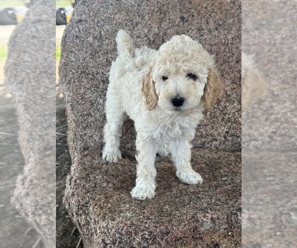 Medium Photo #7 Poodle (Standard) Puppy For Sale in LONGMONT, CO, USA